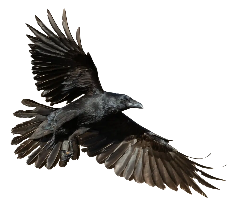 Kraehe fliegt 2